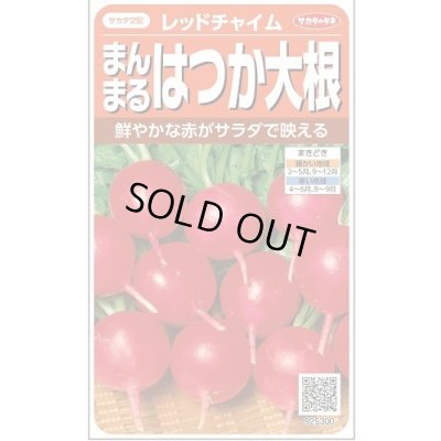 画像1: [大根] はつかだいこん レッドチャイム 約350粒 (株)サカタのタネ 実咲350(003093)