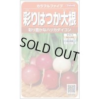 送料無料　[大根]　はつかだいこん　カラフルファイブ　約350粒　(株)サカタのタネ　実咲250（003094）