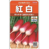 [大根]　はつかだいこん　紅白　約550粒　サカタ育成　実咲