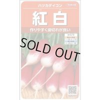 送料無料　[大根]　はつかだいこん　紅白　約525粒　(株)サカタのタネ　実咲250（003095）