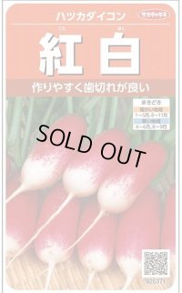 送料無料　[大根]　はつかだいこん　紅白　約525粒　(株)サカタのタネ　実咲250（003095）