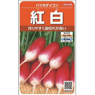 画像1: [大根]　はつかだいこん　紅白　約550粒　サカタ育成　実咲