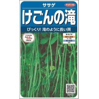 [豆類]　ササゲ　けごんの滝　約35粒　サカタのタネ（株）実咲200