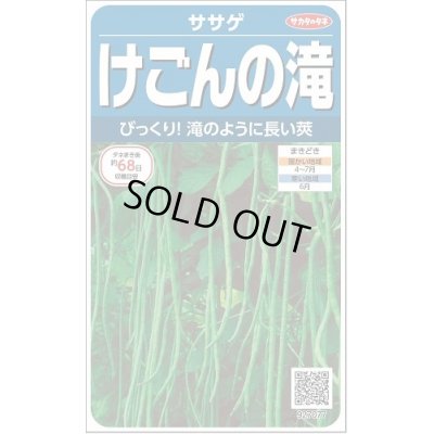 画像1: 送料無料　[豆類]　ササゲ　けごんの滝　約35粒　(株)サカタのタネ実咲250（003126）