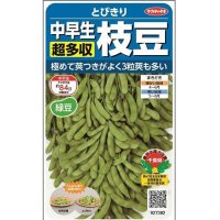 [枝豆]　とびきり　約40粒　サカタのタネ（株）　実咲300