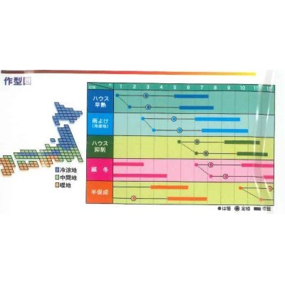 画像2: [トマト]　大玉トマト　　みそら64　1100粒　ヴィルモランみかど