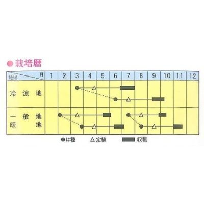 画像2: [キャベツ]　ミニキャベ　1.5ｍｌ　トキタ種苗（株）