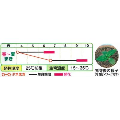 画像2: 花の種　ひまわり　F1　モネ　パレット　小袋　タキイ種苗（株）