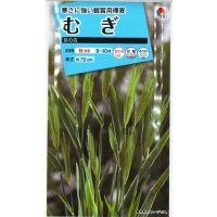 送料無料　花の種　むぎ　笹の雪　8ml　タキイ種苗(株)NL150