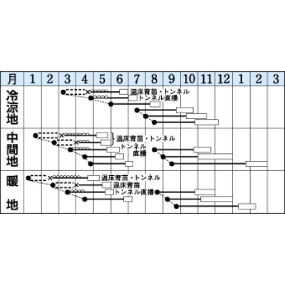 画像2: [白菜]　無双　2.2ｍｌ　タキイ種苗（株）　DF