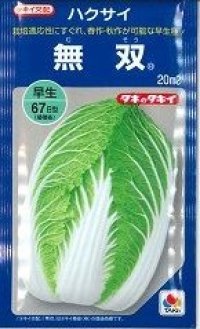 [白菜]　無双　20ｍｌ　タキイ種苗（株）