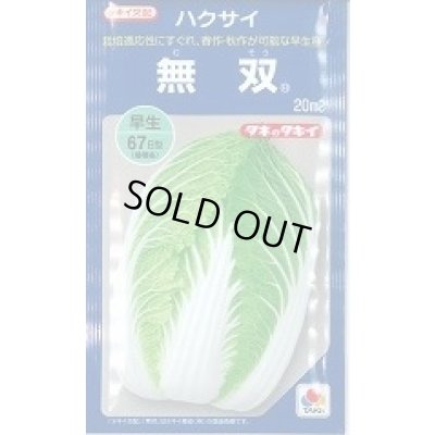 画像1: 送料無料　[白菜]　無双　20ml（約3600粒）　タキイ種苗(株)