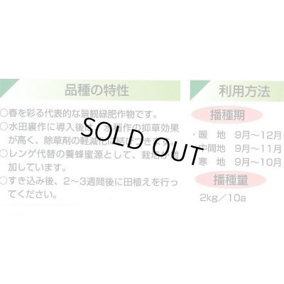 画像3: [景観形成作物]　菜の花　500g　カネコ種苗（株）