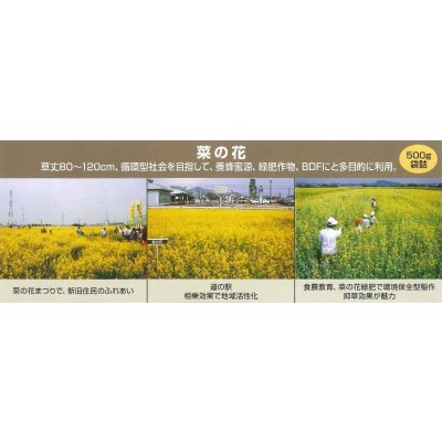 画像2: [景観形成作物]　菜の花　500g　カネコ種苗（株）