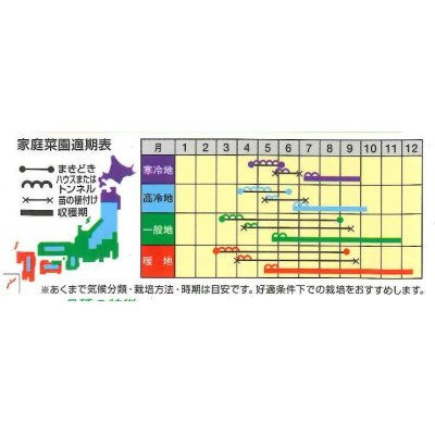 画像2: [キュウリ]　なるなる　18粒　ナント種苗（株）