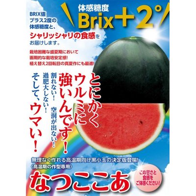 画像2: [スイカ]　小玉スイカ　なつここあ　7粒　ナント種苗（株）