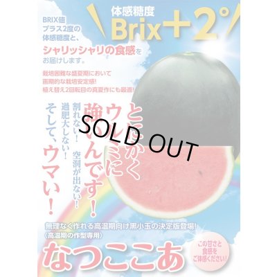画像2: 送料無料　[スイカ]　小玉スイカ　なつここあ　200粒　ナント種苗(株)