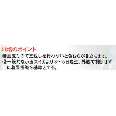 画像3: [スイカ]　小玉スイカ　なつここあ　200粒　ナント種苗（株）