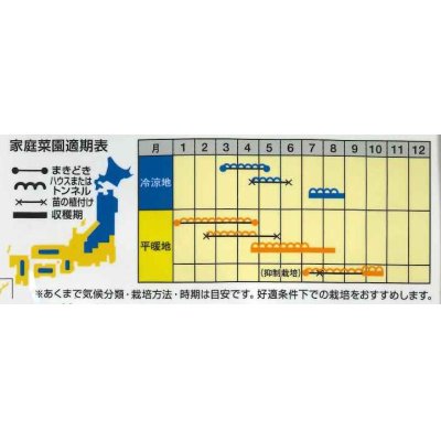 画像4: [スイカ]　小玉スイカ　なつここあ　200粒　ナント種苗（株）