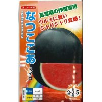 [スイカ]　小玉スイカ　なつここあ　200粒　ナント種苗（株）