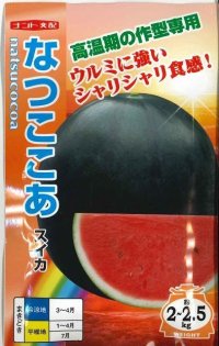 [スイカ]　小玉スイカ　なつここあ　200粒　ナント種苗（株）