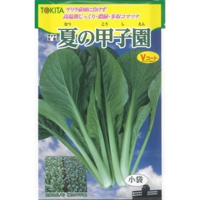 画像2: [シーダー種子]　小松菜　夏の甲子園　1粒×5cm間隔