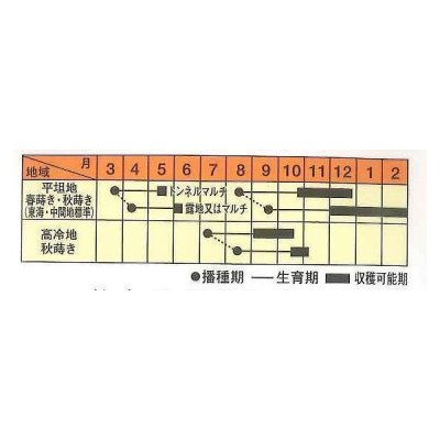 画像2: [シーダー種子]　大根　紅くるり　1粒×30cm×100m