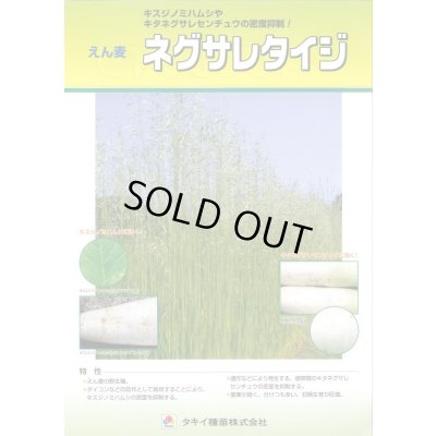 画像3: [緑肥] アウェナ ストリゴサ ネグサレタイジ 1kg タキイ種苗(株)