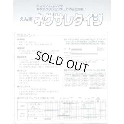 画像4: [緑肥] アウェナ ストリゴサ ネグサレタイジ 1kg タキイ種苗(株)