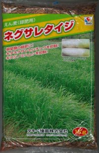 [緑肥]　アウェナ　ストリゴサ　ネグサレタイジ 1kg　タキイ種苗（株）