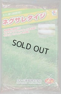 [緑肥] アウェナ ストリゴサ ネグサレタイジ 1kg タキイ種苗(株)