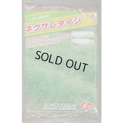 画像1: [緑肥] アウェナ ストリゴサ ネグサレタイジ 1kg タキイ種苗(株)