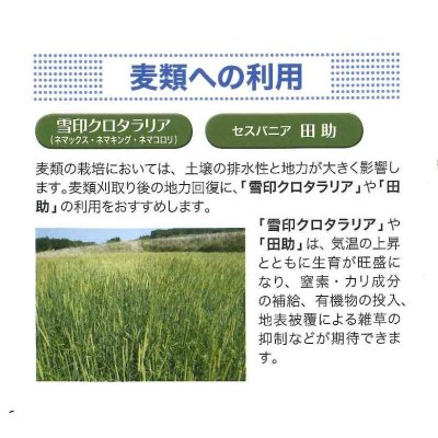 画像5: [緑肥]　クロタラリア　ネマックス　1kg　雪印種苗(株)