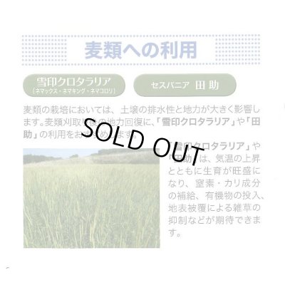 画像5: [緑肥]　クロタラリア　ネマックス　1kg　雪印種苗(株)