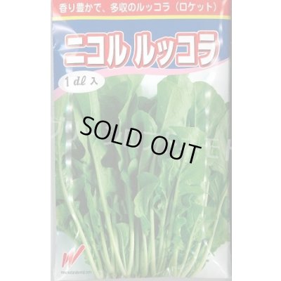 画像1: 送料無料　二コル　ルッコラ　1dl　渡辺農事（株）