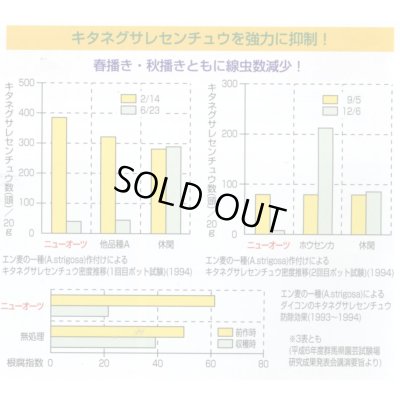 画像4: [緑肥]　ニューオーツ(アウェナストリゴサ)　1kg　カネコ種苗(株)