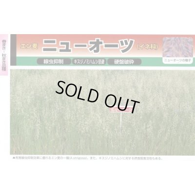 画像2: [緑肥]　ニューオーツ(アウェナストリゴサ)　1kg　カネコ種苗(株)