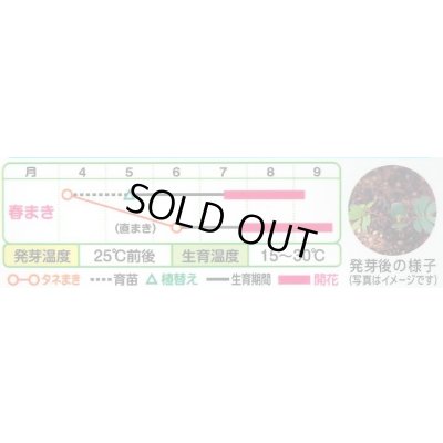画像2: 送料無料　花の種　おじぎ草　小袋　タキイ種苗(株)NL150