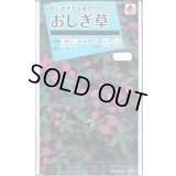 送料無料　花の種　おじぎ草　小袋　タキイ種苗(株)NL150