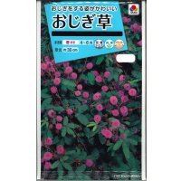 花の種　おじぎ草　小袋　タキイ種苗（株）