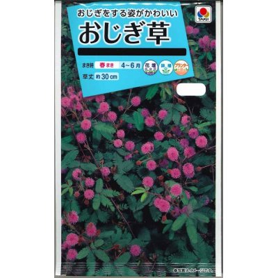 画像1: 花の種　おじぎ草　小袋　タキイ種苗（株）