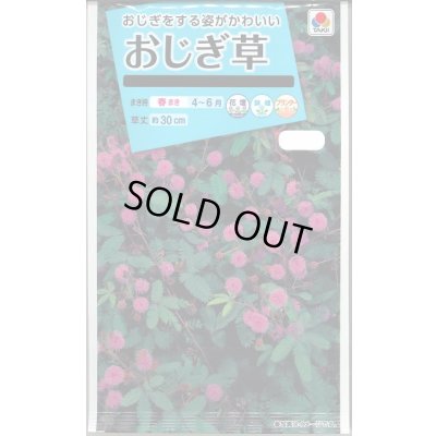 画像1: 送料無料　花の種　おじぎ草　小袋　タキイ種苗(株)NL150