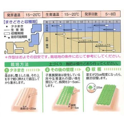 画像3: 送料無料　[ほうれんそう]　オーライ　1dl　タキイ種苗(株)