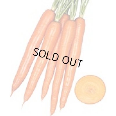 画像4: 送料無料　[人参]　オレンジハーモニー　1000粒　丸種(株)