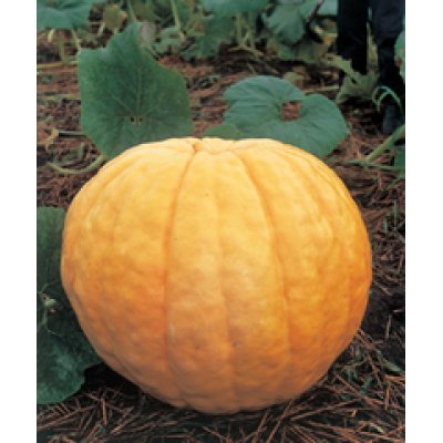 画像4: [かぼちゃ]　アトランチック・ジャイアント　5粒　タキイ種苗　GF　