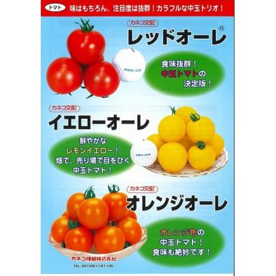 画像3: [トマト/中玉トマト]　送料無料！　レッドオーレ　1000粒　カネコ交配