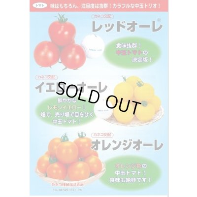 画像3: 送料無料　[トマト/中玉トマト]　イエローオーレ　14粒　カネコ種苗（株）