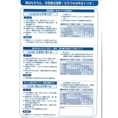 画像4: [トマト/中玉トマト]　オレンジオーレ　14粒　カネコ交配