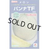 送料無料　[メロン]　パンナＴＦ　100粒　タキイ種苗(株)