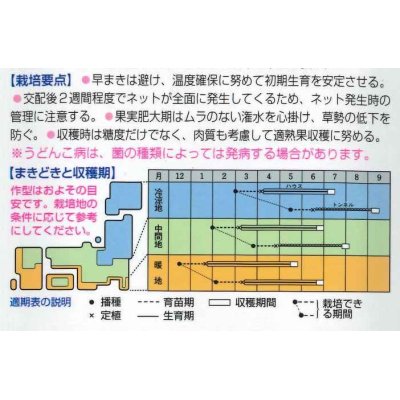 画像3: [メロン]　パンナＴＦ　100粒　タキイ種苗（株）